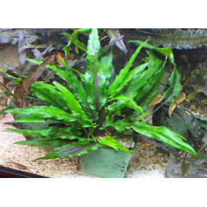 КРИПТОКОРИНА ВЕНДТА ЗЕЛЕНАЯ