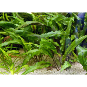 КРИПТОКОРИНА ВЕНДТА ЗЕЛЕНАЯ