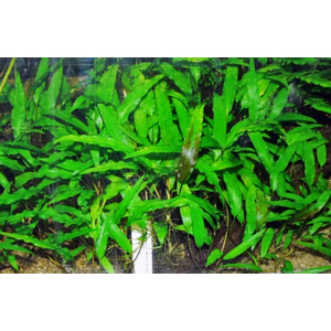 КРИПТОКОРИНА ВЕНДТА ЗЕЛЕНАЯ