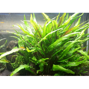 КРИПТОКОРИНА ВЕНДТА ЗЕЛЕНАЯ