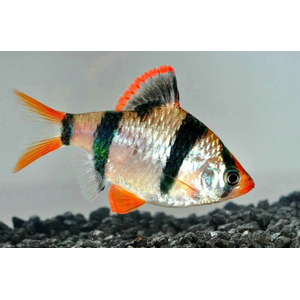 Tiger Barb (Puntius tetrazona) — аквариумная рыбка, которую также называют суматранским барбусом или тигровым барбусом.