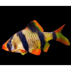 Tiger Barb (Puntius tetrazona) — аквариумная рыбка, которую также называют суматранским барбусом или тигровым барбусом.