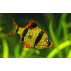 Tiger Barb (Puntius tetrazona) — аквариумная рыбка, которую также называют суматранским барбусом или тигровым барбусом.