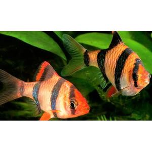 Tiger Barb (Puntius tetrazona) — аквариумная рыбка, которую также называют суматранским барбусом или тигровым барбусом.
