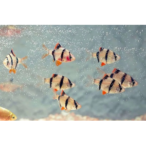 Tiger Barb (Puntius tetrazona) — аквариумная рыбка, которую также называют суматранским барбусом или тигровым барбусом.
