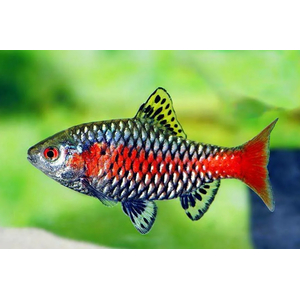 БАРБУС АЛЫЙ - Pethia padamya