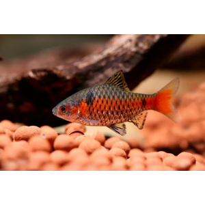 БАРБУС АЛЫЙ - Pethia padamya