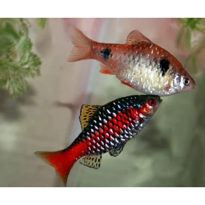 БАРБУС АЛЫЙ - Pethia padamya
