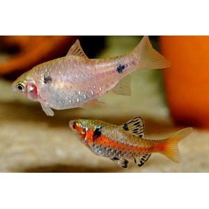 БАРБУС АЛЫЙ - Pethia padamya