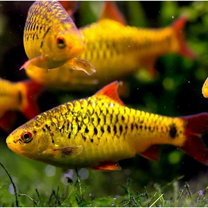 Барбус Шуберта (лат. Barbus semifasciolatus var. schuberti) — небольшая аквариумная рыбка из семейства карповых, искусственная форма зелёного барбуса, полученная селекционным путём американским аквариумистом Томасом Шубертом.