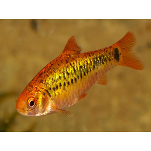 Барбус Шуберта (лат. Barbus semifasciolatus var. schuberti) — небольшая аквариумная рыбка из семейства карповых, искусственная форма зелёного барбуса, полученная селекционным путём американским аквариумистом Томасом Шубертом.