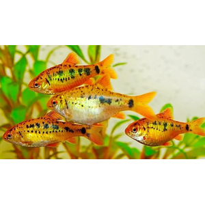 Барбус Шуберта (лат. Barbus semifasciolatus var. schuberti) — небольшая аквариумная рыбка из семейства карповых, искусственная форма зелёного барбуса, полученная селекционным путём американским аквариумистом Томасом Шубертом.