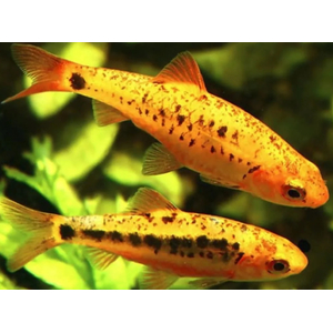 Барбус Шуберта (лат. Barbus semifasciolatus var. schuberti) — небольшая аквариумная рыбка из семейства карповых, искусственная форма зелёного барбуса, полученная селекционным путём американским аквариумистом Томасом Шубертом.