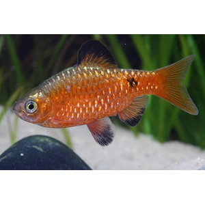 БАРБУС ОГНЕННЫЙ ЗОЛОТОЙ