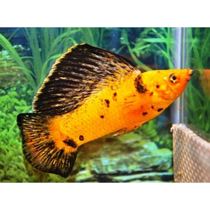 МОЛЛИНЕЗИЯ ВЕЛИФЕРА ЧЕРНО-ЖЕЛТАЯ