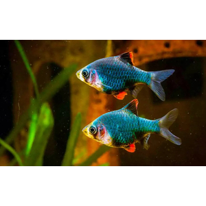 Барбус мшистый (барбус мутант, барбус зелёный суматранский) — селекционная форма барбуса суматранского.