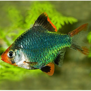 Барбус мшистый (барбус мутант, барбус зелёный суматранский) — селекционная форма барбуса суматранского.