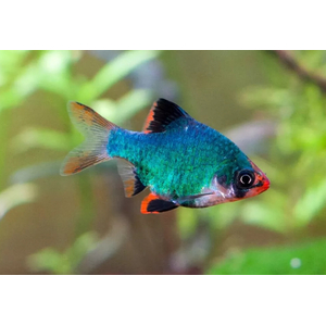 Барбус мшистый (барбус мутант, барбус зелёный суматранский) — селекционная форма барбуса суматранского.