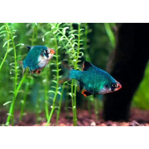 Барбус мшистый (барбус мутант, барбус зелёный суматранский) — селекционная форма барбуса суматранского.