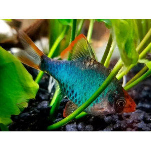 Барбус мшистый (барбус мутант, барбус зелёный суматранский) — селекционная форма барбуса суматранского.