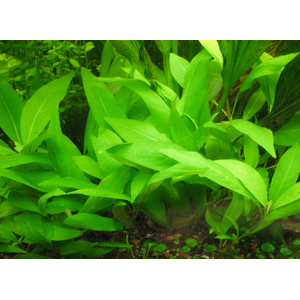 ГИГРОФИЛА КОРИМБОЗА ЛИМОННИК