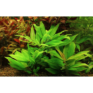 ГИГРОФИЛА КОРИМБОЗА ЛИМОННИК