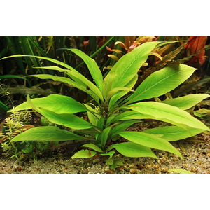 ГИГРОФИЛА КОРИМБОЗА ЛИМОННИК