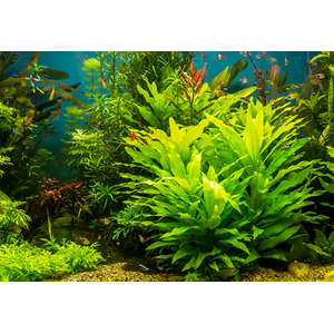 ГИГРОФИЛА КОРИМБОЗА ЛИМОННИК