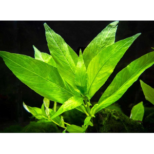 ГИГРОФИЛА КОРИМБОЗА ЛИМОННИК