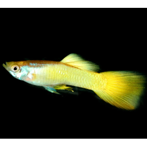 ГУППИ ЖЕЛТЫЙ ГЕРМАНСКИЙ