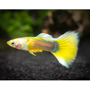 ГУППИ ЖЕЛТЫЙ ГЕРМАНСКИЙ