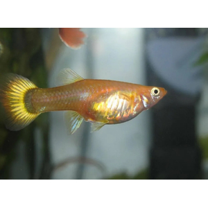 ГУППИ ЖЕЛТЫЙ ГЕРМАНСКИЙ