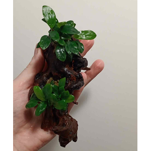 АНУБИАС коряге 10-15см НАНА ПАКСИНГ КОМПАКТ