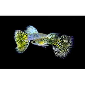 ГУППИ КОБРА ЗЕЛЕНАЯ