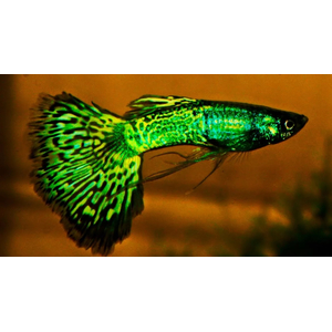 ГУППИ КОБРА ЗЕЛЕНАЯ