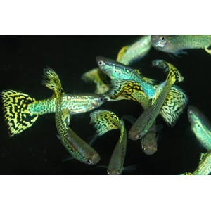 ГУППИ КОБРА ЗЕЛЕНАЯ