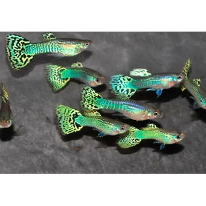 ГУППИ КОБРА ЗЕЛЕНАЯ