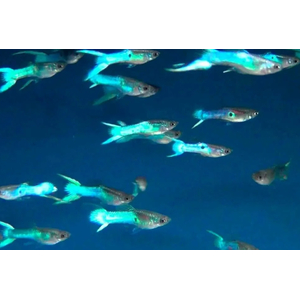 ГУППИ ЭНДЛЕРА ЯПОНСКИЕ СИНИЕ (самец/самка)