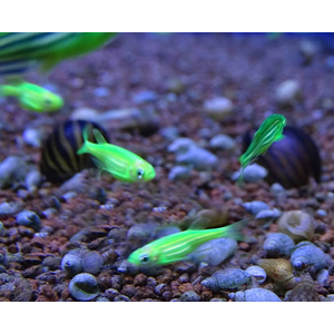 ДАНИО ГЛО ЗЕЛЕНЫЙ / САЛАТОВЫЙ