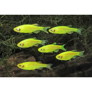 ДАНИО ГЛО ЗЕЛЕНЫЙ / САЛАТОВЫЙ