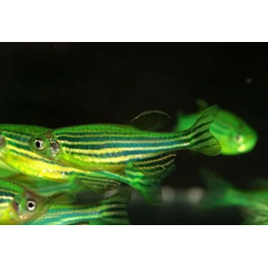 ДАНИО ГЛО ЗЕЛЕНЫЙ / САЛАТОВЫЙ