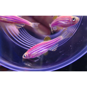 ДАНИО ГЛО ФИОЛЕТОВЫЙ ПУРПУР