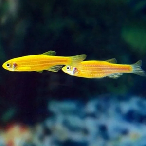 ДАНИО ЖЕЛТЫЙ