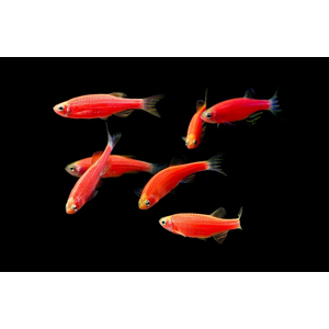 ДАНИО ГЛО АЛЫЙ КОРАЛЛ