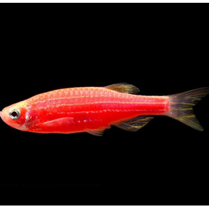 ДАНИО ГЛО АЛЫЙ КОРАЛЛ