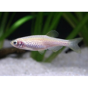 Данио белый (Danio rerio) — селекционная форма данио рерио, аквариумная рыбка
