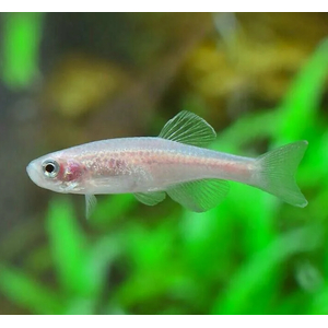 Данио белый (Danio rerio) — селекционная форма данио рерио, аквариумная рыбка