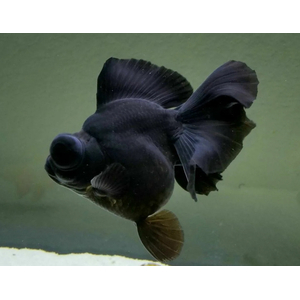 ТЕЛЕСКОП ЧЕРНЫЙ БАБОЧКА