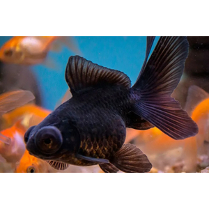 ТЕЛЕСКОП ЧЕРНЫЙ БАБОЧКА