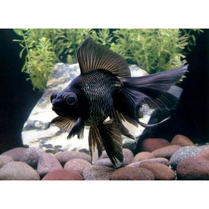 ТЕЛЕСКОП ЧЕРНЫЙ БАБОЧКА